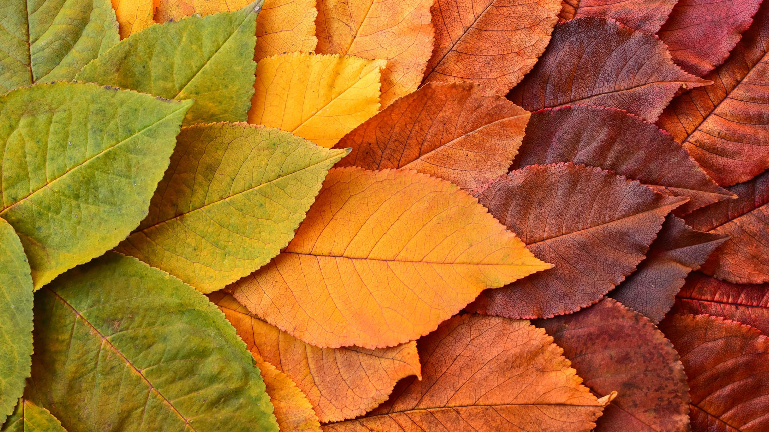 为什么AI不会取代SaaS（而是如何拯救它）